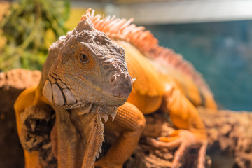 Adult iguana on wood. A large male iguana.