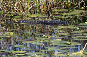 An American Alligator (Alligator mississippiensis), sleeping  on the surface of the water in a waterway in the Florida Everglades.