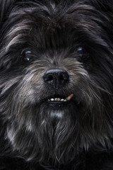 Portrait of a Black Mongrel Dog with Crooked Canine