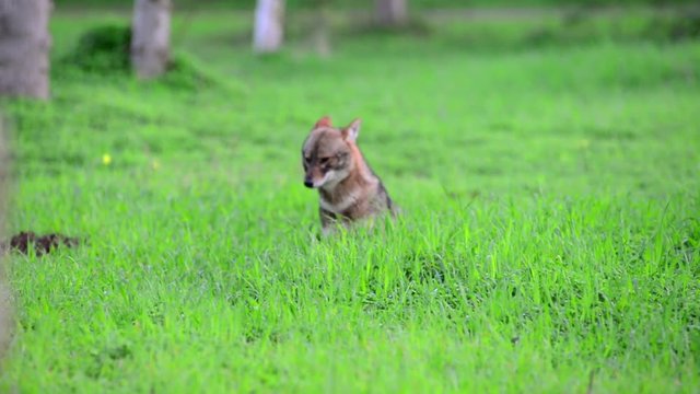 Black backed jackal staring towards the camera in the middle of national park of Israel
