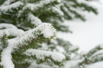 Fototapeta na wymiar Spruce branch on which snow lies. Tree in winter the forest.