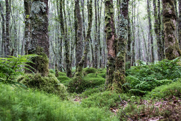 Dense birch forest covered in moss at rainy weather in Glendalough, Wicklow mounteains, Ireland