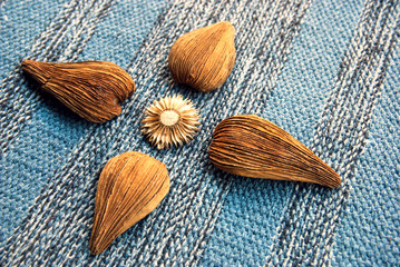 Immortelle flower on blue rustic fabric. Autumn background. Thanksgiving card.