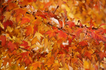 Sugar maple tree branch in a fall