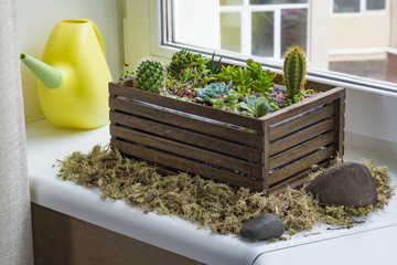 Home mini succulent and cactus garden arranged in dark wooden box decorated with rock and moss  on white window sill