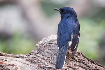 Oriental magpie-robin (Copsychus saularis) sitting on a tree in Keoladeo Ghana National Park, Bharatpur, India