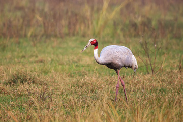 Obraz premium Sarus crane (Grus antigone) in Keoladeo Ghana National Park, Bharatpur, Rajasthan, India