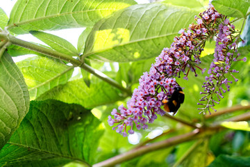 flowers along the river Stort, Bishops Stortford