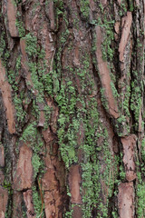 Tree trunk textures and backgrounds. Closeup of tree texture. Pine tree bark with lichens.