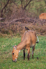 Female Nilgai with Brahminy myna sitting on her in Keoladeo National Park, Bharatpur, India