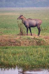 Male Nilgai (Boselaphus tragocamelus) standing in Keoladeo Ghana National Park, Bharatpur, India