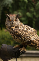 Obraz premium an brown eagle owl on a hand covered with glove staring at the camera, Prague, Czech republic