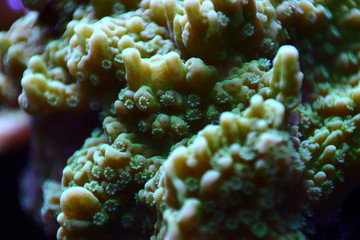 Naklejka na ściany i meble Underwater macro polyps on coral 