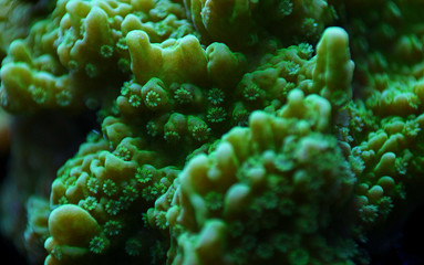 Underwater macro polyps on coral 