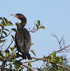 A Double-crested Corrmorant (Phalacrocorax auritus) sitting in a mangrove tree in Everglades National Park, Florida.