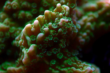 Underwater macro polyps on coral 