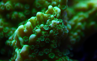 Underwater macro polyps on coral 
