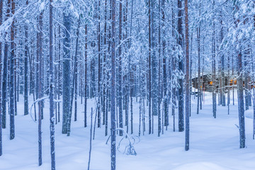Travel Destinations Ideas. Illuminated Wooden House Located in Tranquil Picturesque Nordic Forest in Scandinavia At Christmas Time.