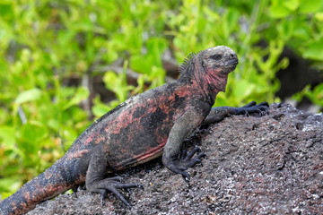Marine iguana on Espanola Island, Galapagos National park, Ecuador
