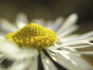 focus on daisy (a fuoco su margherita)