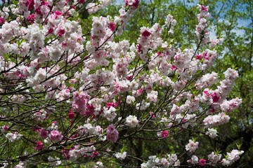 紅白のハナモモの花