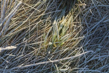 Rime on grass, top view shot