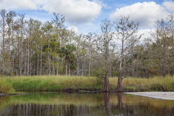 Fototapeta na wymiar Cypress Trees on Fish Eating Creek, Florida