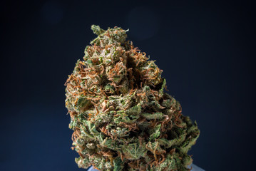 Cannabis Nug - Strain: Big Jack