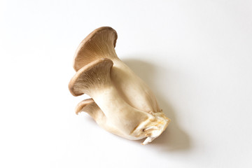 Attached clump of Pleurotus eryngii King Trumpet Mushrooms, centered, isolated on white, horizontal aspect