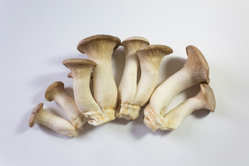 Fanned display of Pleurotus eryngii King Trumpet Mushrooms, centered, isolated on white, food ingredient, horizontal aspect