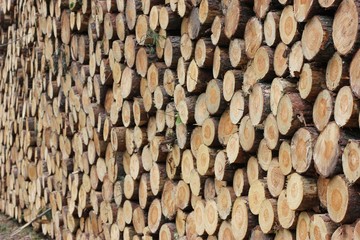 Stack of wooden logs after timber cutting