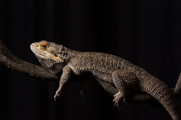 A male bearded dragon on an artificial vine isolated against a dark background