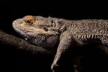 A male bearded dragon on an artificial vine isolated against a dark background