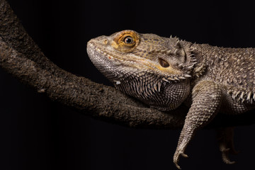 A male bearded dragon on an artificial vine isolated against a dark background