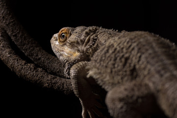 A male bearded dragon on an artificial vine isolated against a dark background