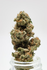 Cannabis Nug - Strain: Matriarch