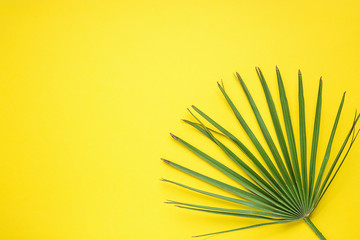 Spiky Round Palm Tree Leaf on Bright Yellow Sunny Background. Room Plant Interior Decoration. Hipster Funky Style. Seaside Vacation Fun Wanderlust Fashion Concept. Copy Space