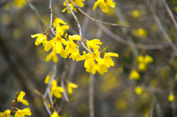 early spring flowering of yellow forsythia