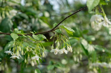 Fragrant Wild water plum flowers with soft focus background (Wrightia religiosa Benth)