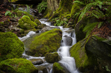 Beautiful Rain Forest Creek in the Pacific Northwest. A small stream meanders through mossy rocks with ferns lining the understory.