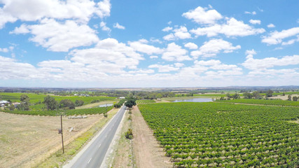 Drone aerial of the Barossa Valley, major wine growing region of South Australia, views of rows of grapevines and scenic landscape, taken from Lily Farm Road. 
