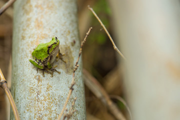 カエル　ニホンアマガエル