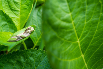 カエル　ニホンアマガエル