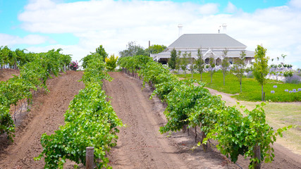 Fototapeta premium House and vineyard estate, Barossa Valley South Australia.