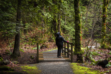 Hiker Enjoying a Rainforest Landscape. Stopping at a wooden bridge a woman enjoys a hike through a Canadian forest at Harrison Lake.