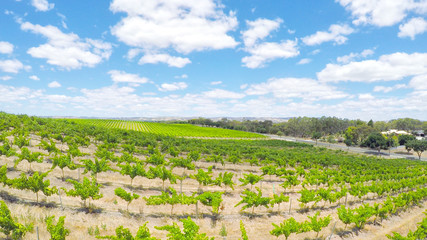 Fototapeta na wymiar Drone aerial of the Barossa Valley, major wine growing region of South Australia, views of rows of grapevines and scenic landscape, taken from Lily Farm Road.