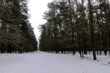 Winter in Kampinos National Park - Poland