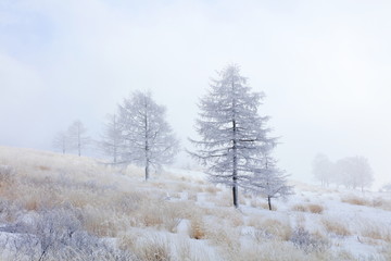 霧の霧ヶ峰　霧氷原