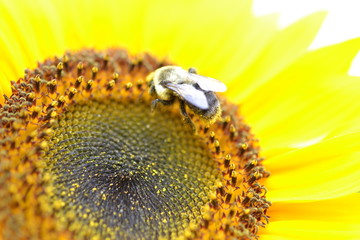 a bumblebee collect pollen from yellow sunflower