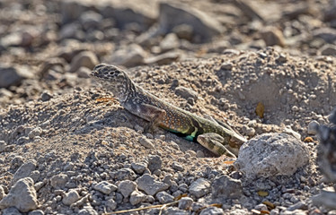 Greater Earless Lizard (Cophosaurus texanus)  at Big Bend National Park